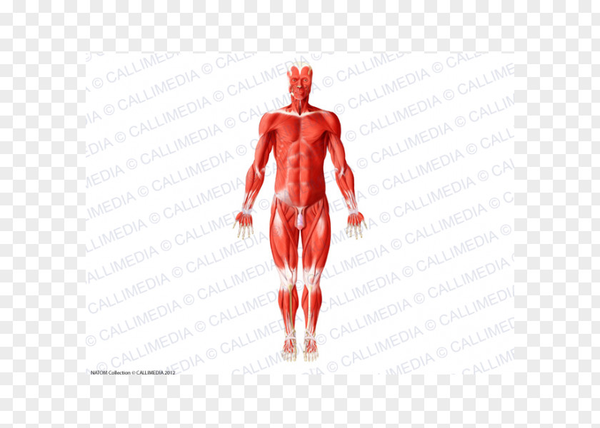Olho Human Body Muscle Anatomy Muscular System PNG