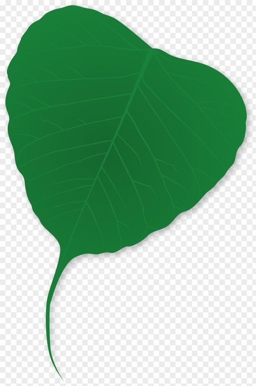Plant Green Leaf PNG