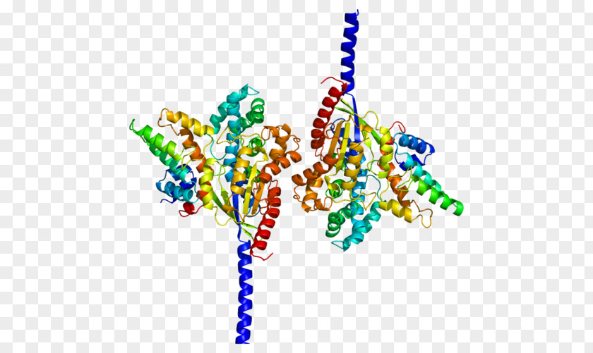 RGS4 G Alpha Subunit Regulator Of Protein Signaling Heterotrimeric PNG