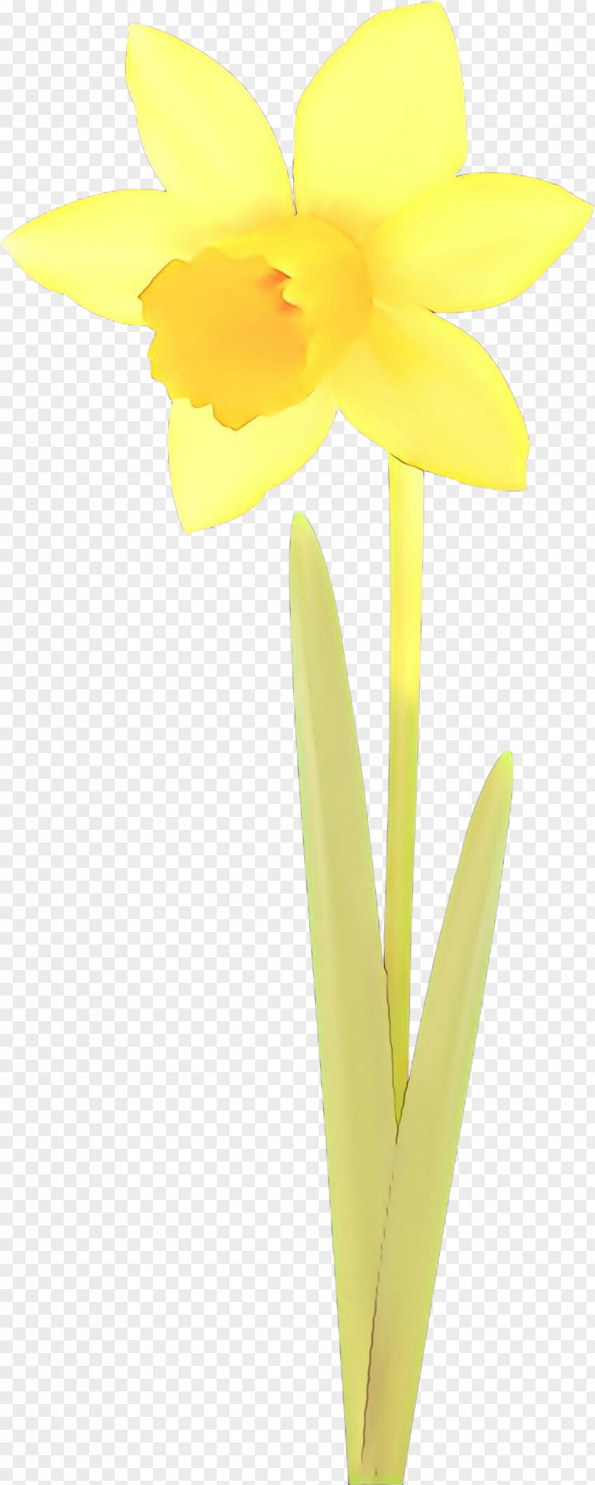 Tulip Iris Flowers Background PNG