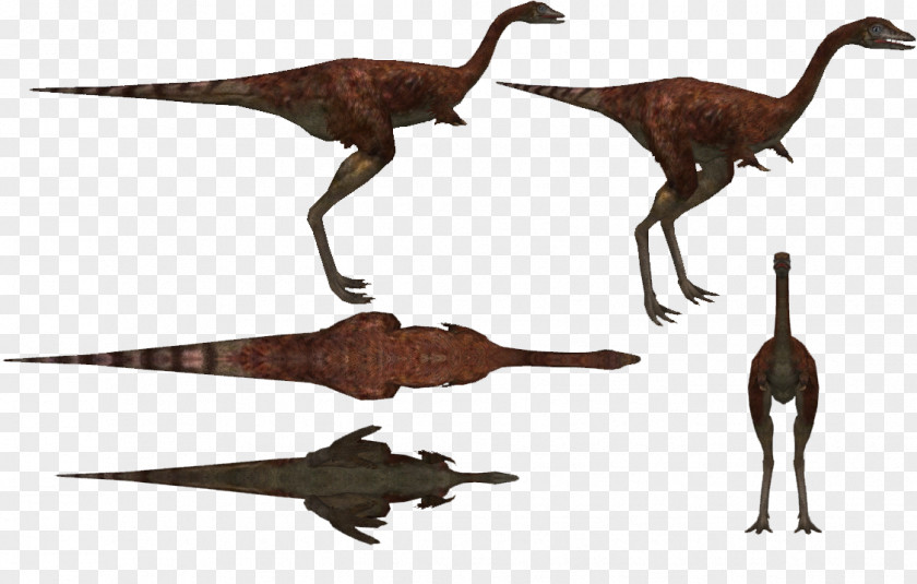 Velociraptor Animal PNG