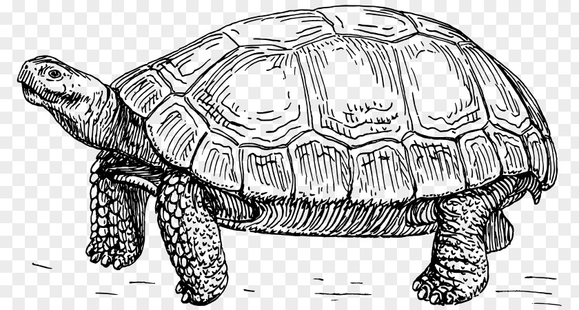 Black Painted Turtle Reptile Tortoise Clip Art PNG