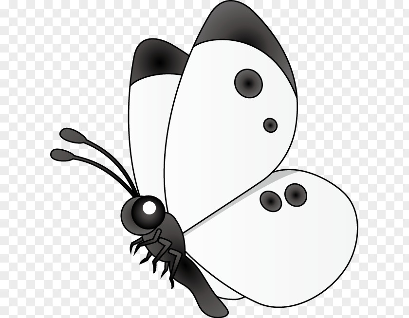 Butterfly Pieris Rapae Insect Black And White Clip Art PNG