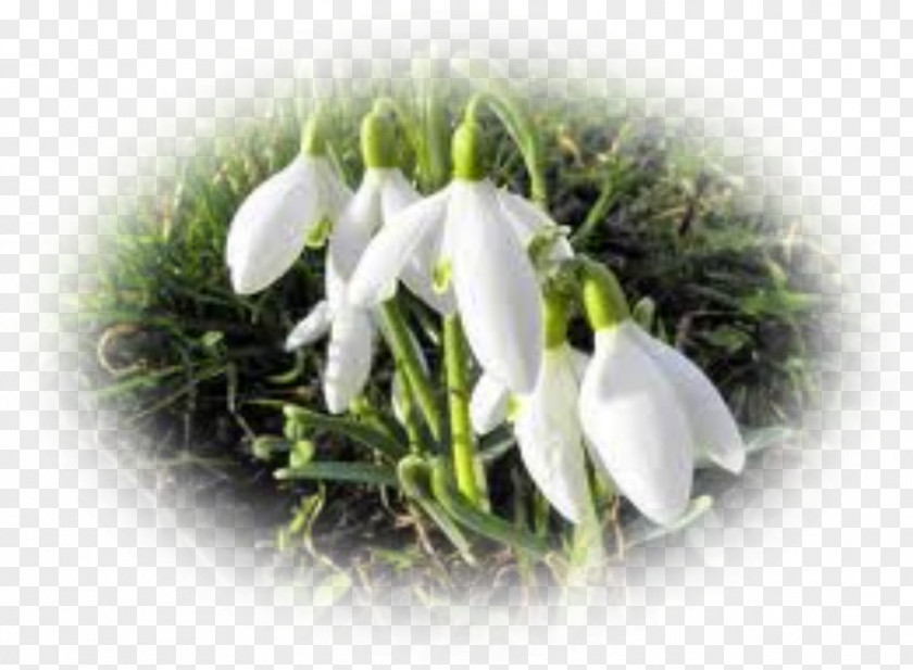 Crocus Flower Snowdrop Perce-neige Poinsettia Plant PNG