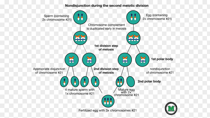 Down Syndrome Brand Diagram PNG