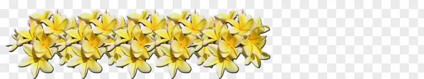 Fragrant Tropical Flowers Growing In Hawaii Red Frangipani Plants Plumeria Alba Image Exotic PNG