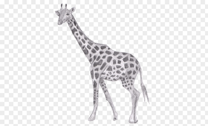 Giraffe Drawing Pencil Sketch PNG