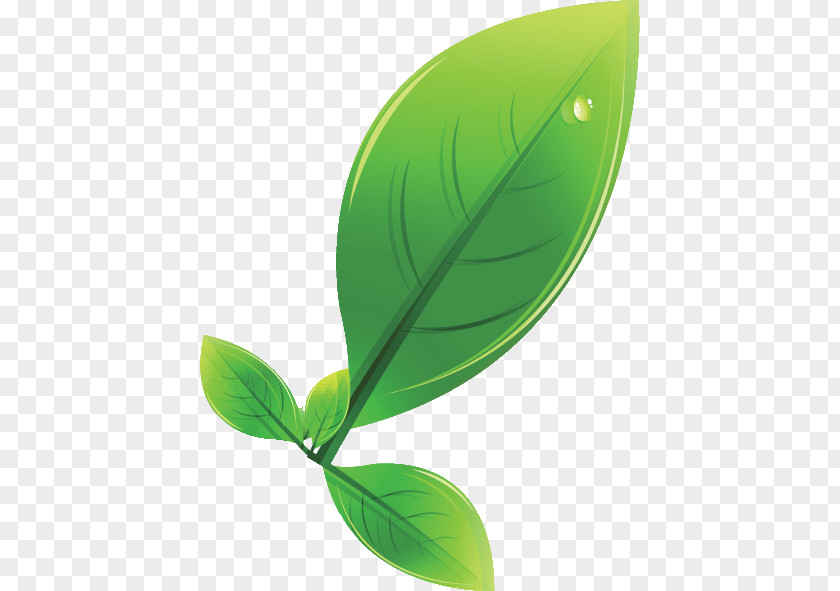 Leaf Green Plants Plant Structure Biology PNG