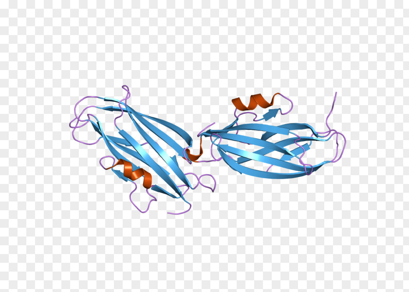 ARHGDIA RHO Protein GDP Dissociation Inhibitor PNG