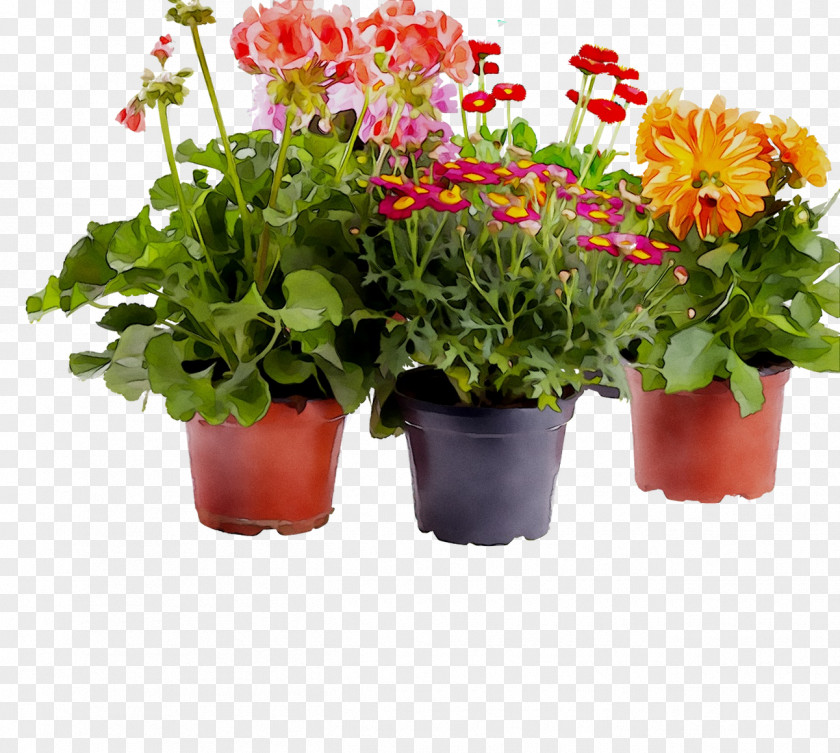 Cut Flowers Annual Plant Herb Flowering Plants PNG