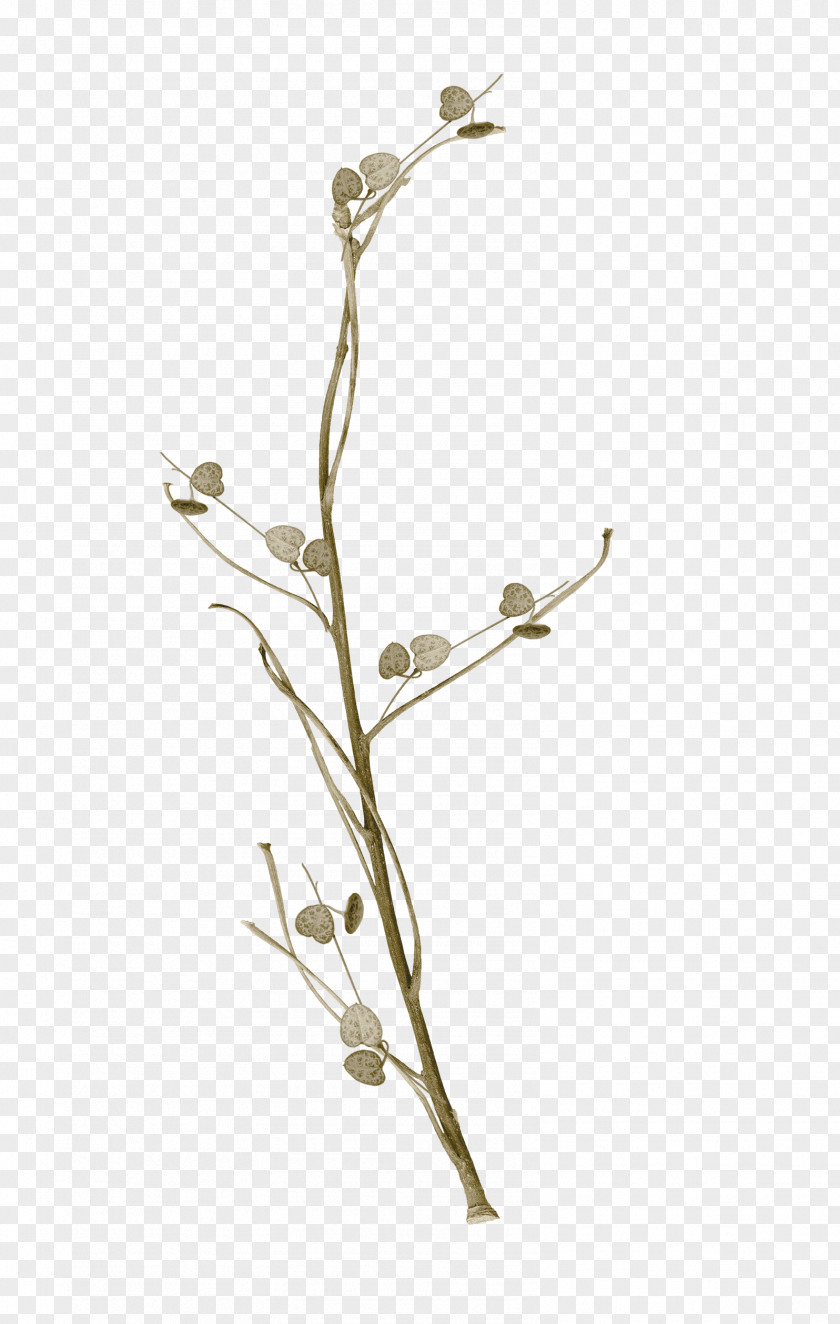 Foilage Twig Plant Stem PNG