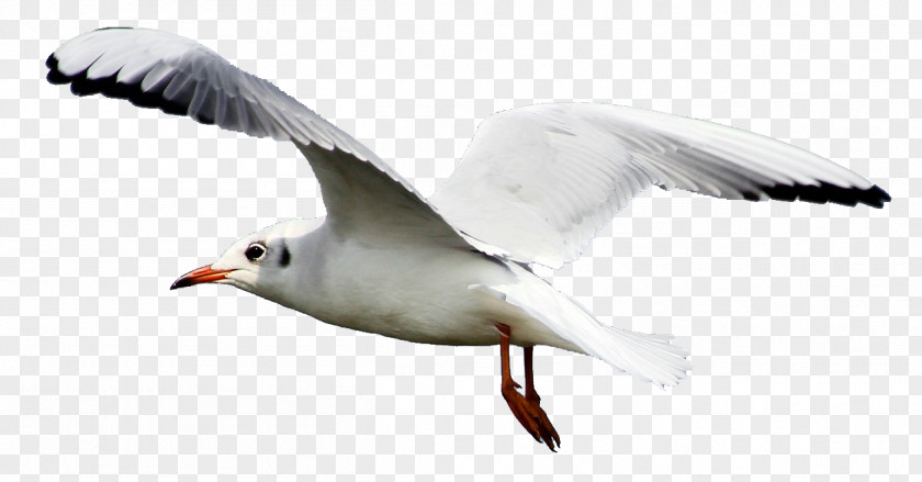 Gull Gulls Bird Flight Clip Art PNG