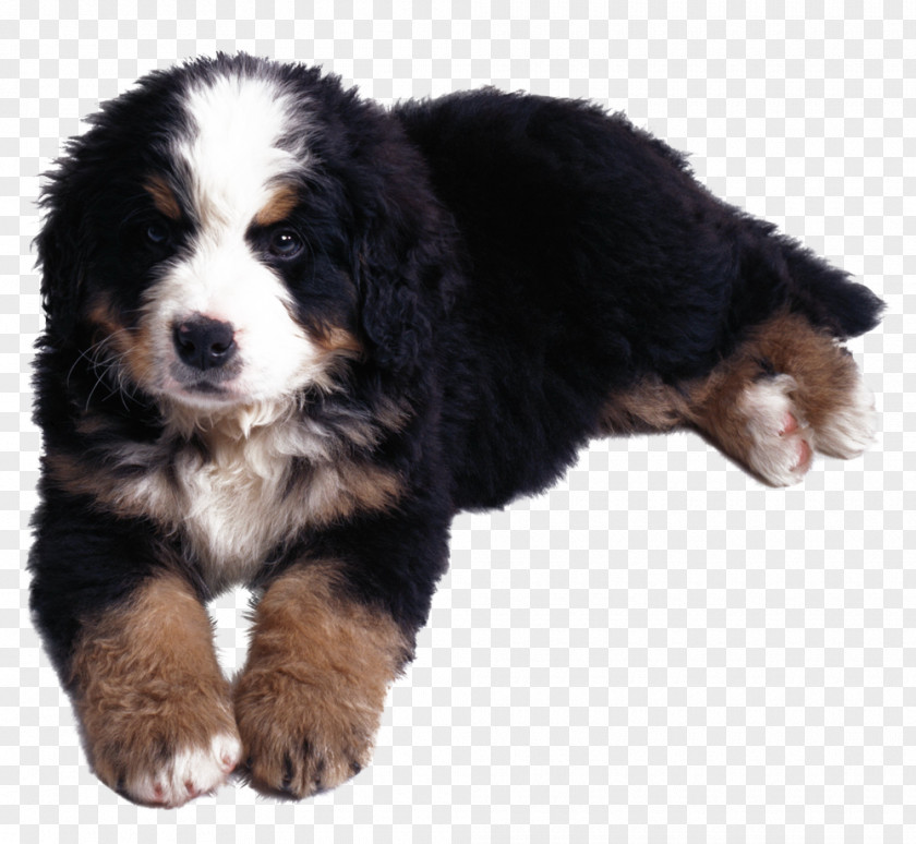 Husky Bernese Mountain Dog Kanni Puppy Cancer PNG