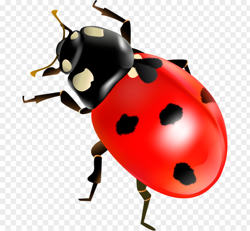 Ladybug Coccinella Septempunctata Insect Clip Art PNG