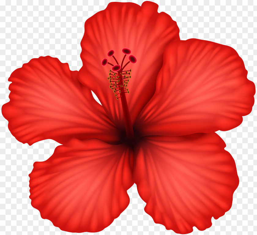 Red Hibiscus Clip Art PNG