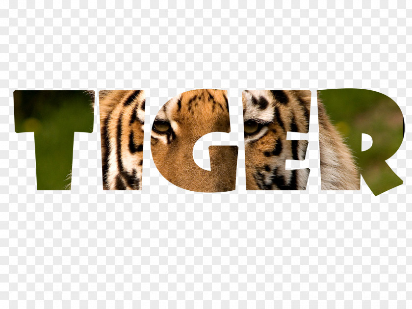 Wit Clipart Bengal Tiger Word Jaguar Text Tigerfell PNG