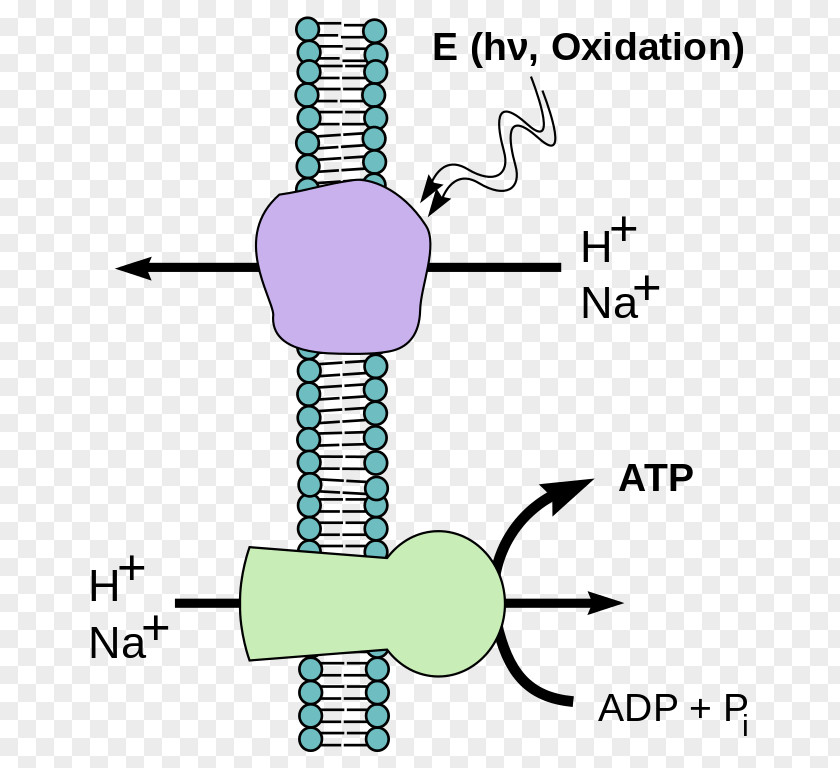 Energy Chemiosmosis Phosphorylation Diffusion PNG