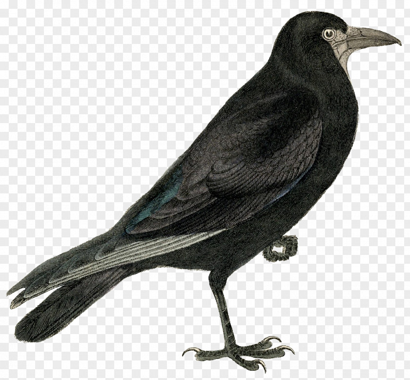 European Robin Bird Rook Common Raven Crow Clip Art PNG