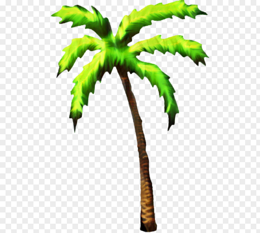 Palm Trees Plant Stem Branching Leaf PNG