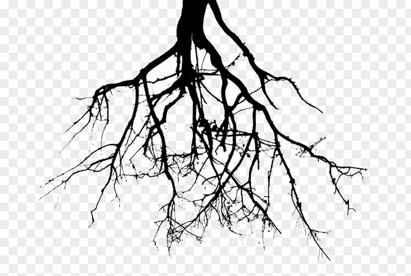 Root Tree Drawing Clip Art PNG