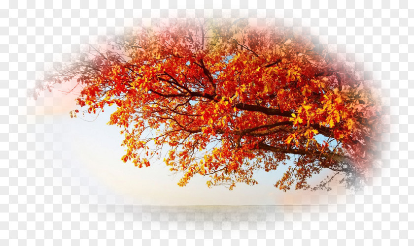 Autumn Leaf Color Tree Swamp Spanish Oak Desktop Wallpaper PNG