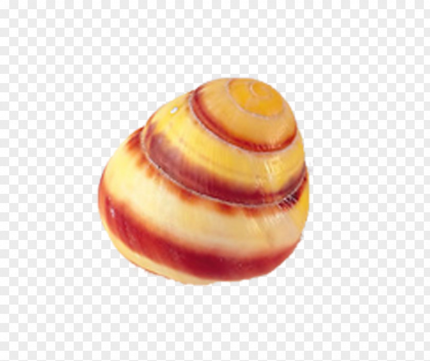 Conch Seashell PNG