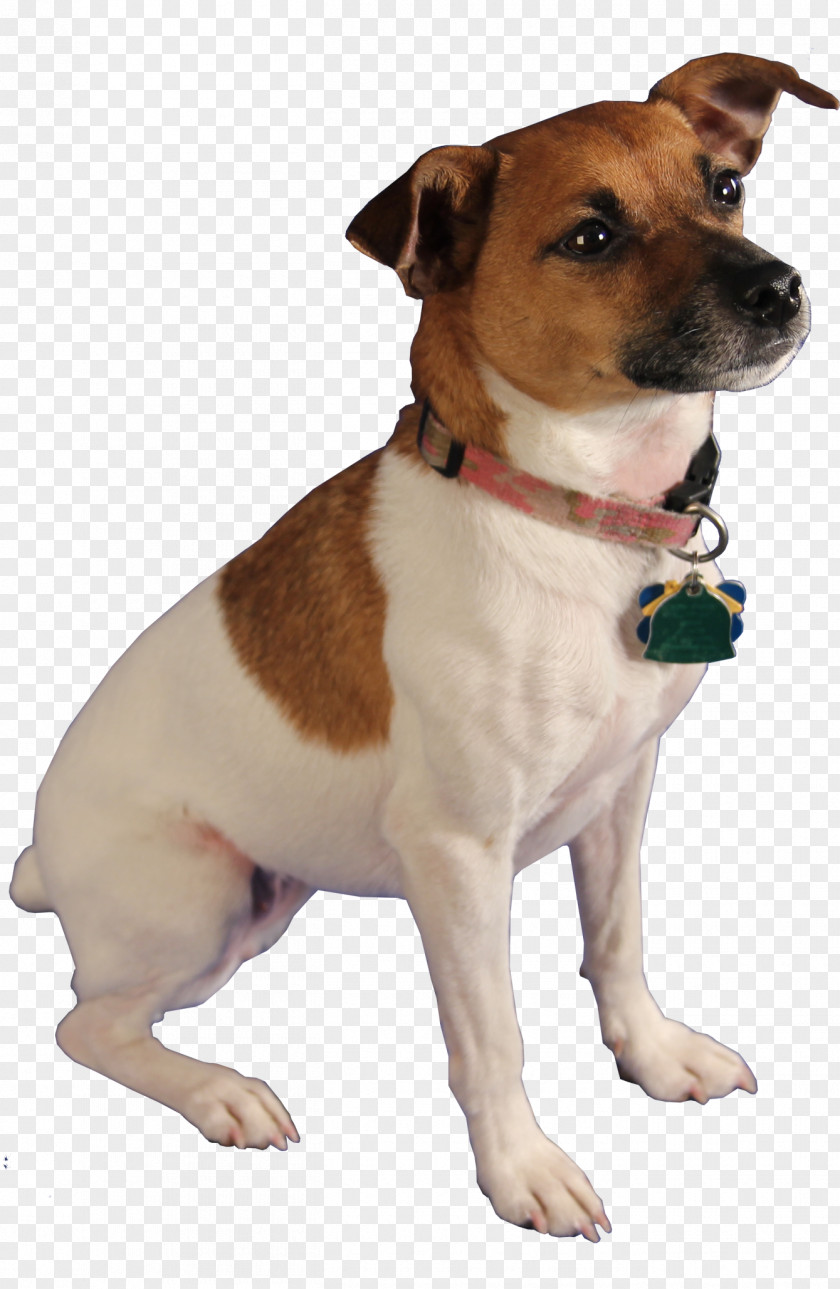 Dog Jack Russell Terrier Cat Pest-Sniffing Dogs Bed Bug PNG