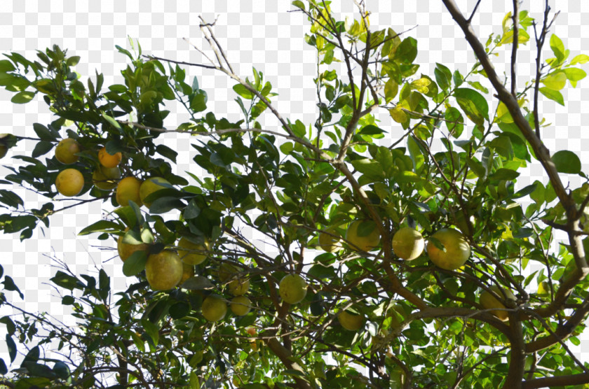 Grapefruit Tree Pomelo Download PNG