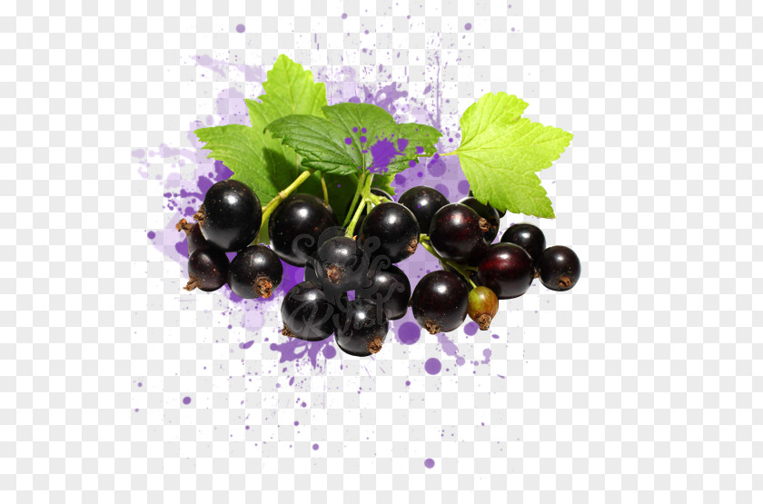 Juice Zante Currant Blackcurrant Redcurrant Berries PNG