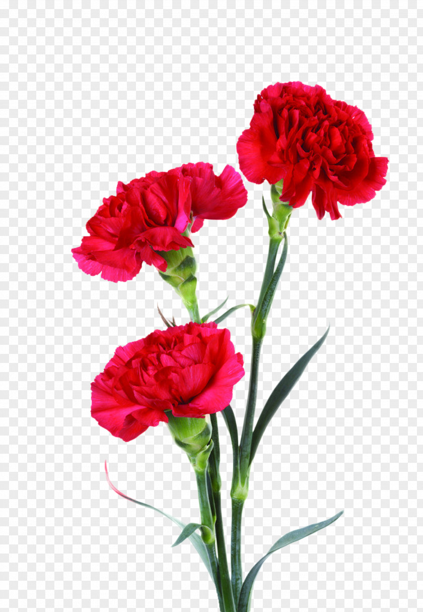 Mothers Day Portable Network Graphics Carnation Image Clip Art Mother's PNG