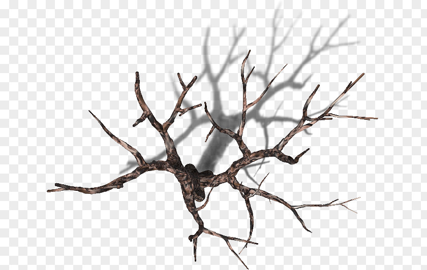 Tree Top Branch Plant Trunk PNG