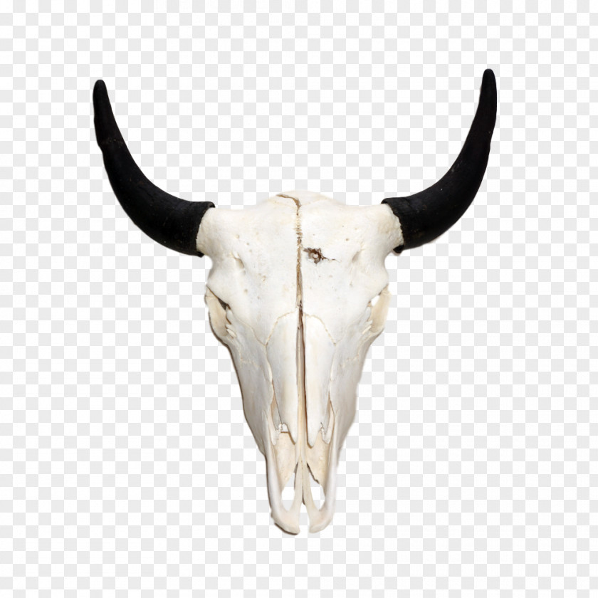 Bison Antelope Antler Horn American Stock Photography PNG