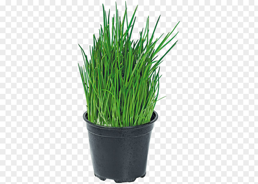 Chive Sweet Grass Garlic Chives Seed PNG