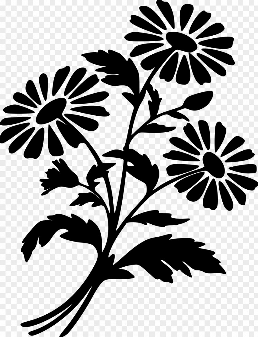 Daisy Family Plant Stem Drawing Of PNG