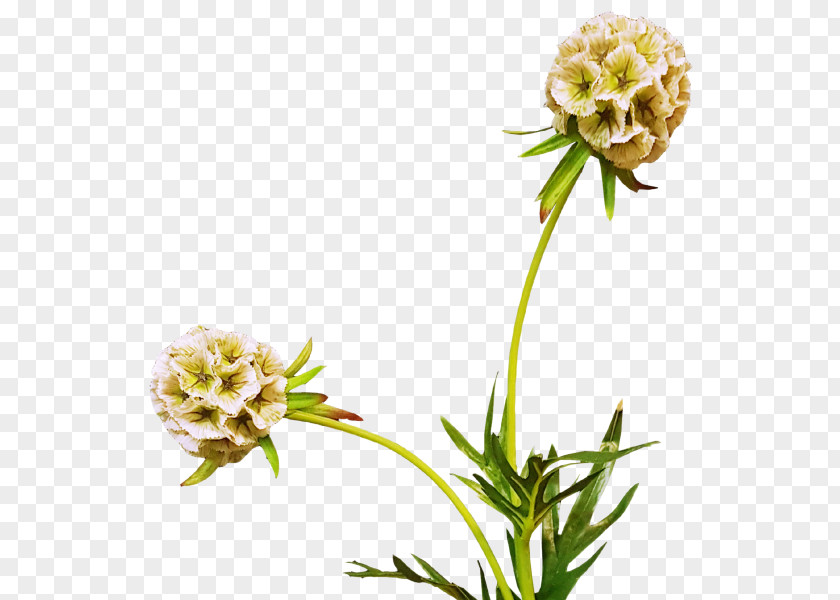 Flower Cut Flowers King Protea Paper Plant PNG
