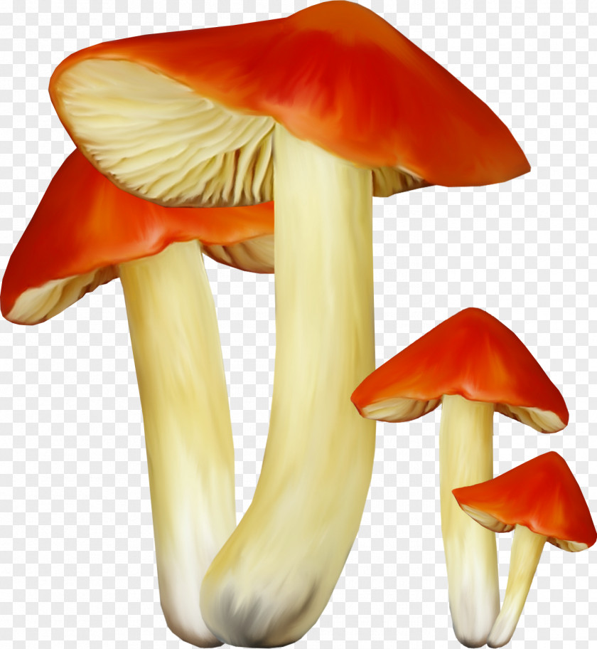 Mushroom Edible Russula Clip Art Fungus PNG