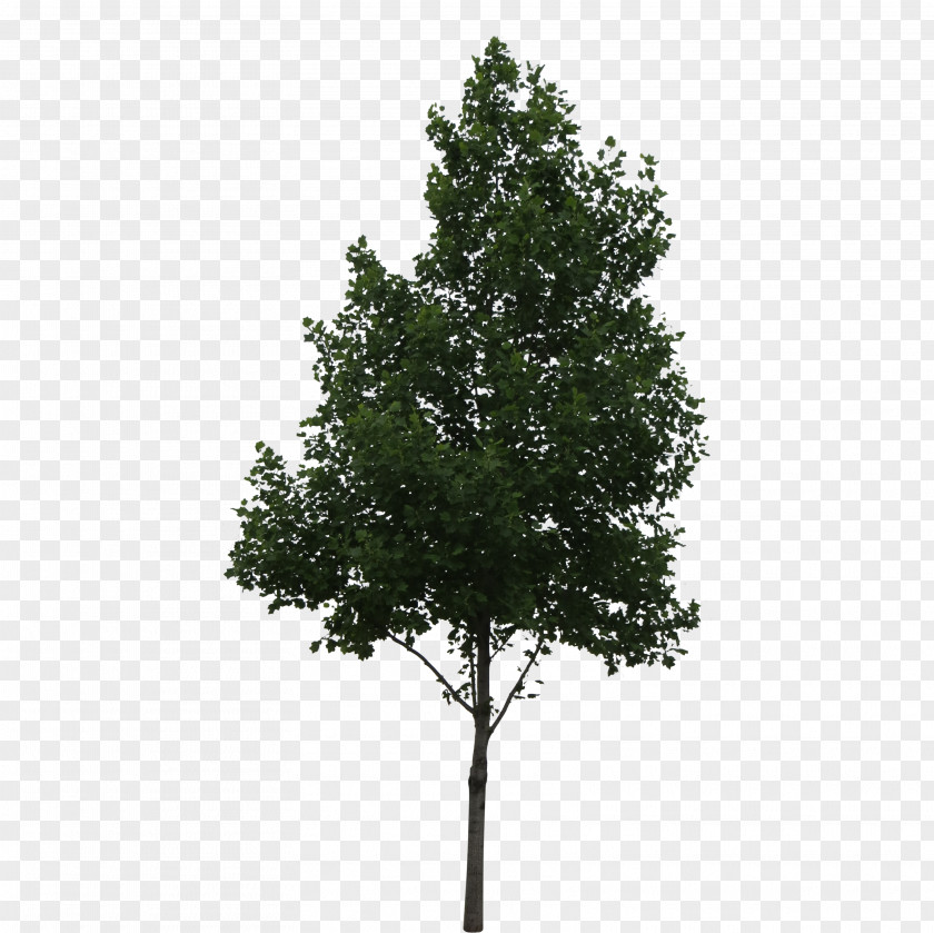 Trees Populus Alba Tree Shrub Oak PNG