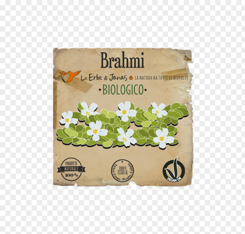 Brahmi Waterhyssop Ayurveda Herb Skin Le Erbe Di Janas Srl PNG