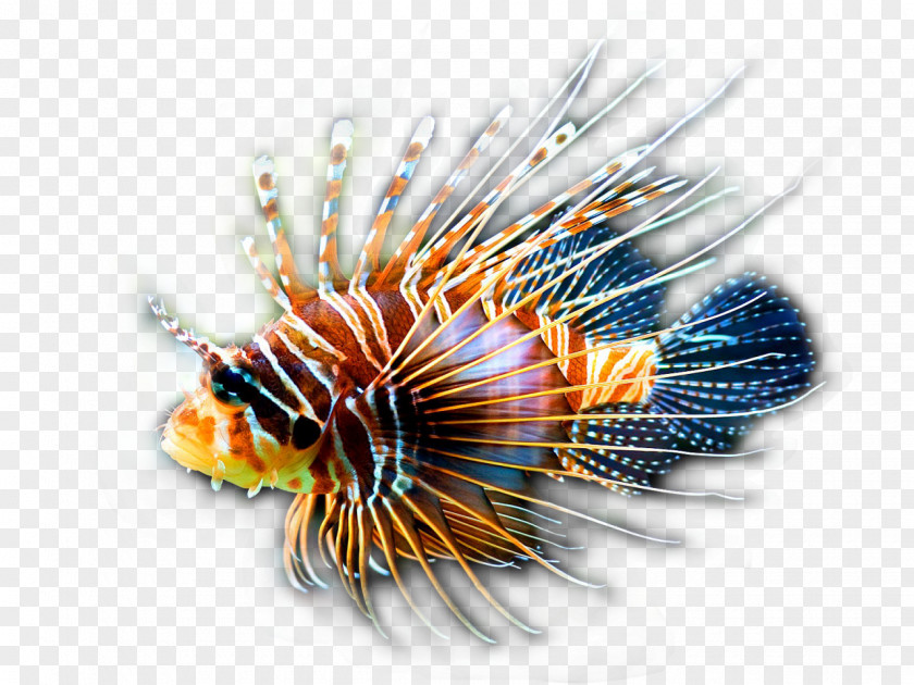 Conch Red Lionfish Clownfish Coral Reef Tropical Fish PNG