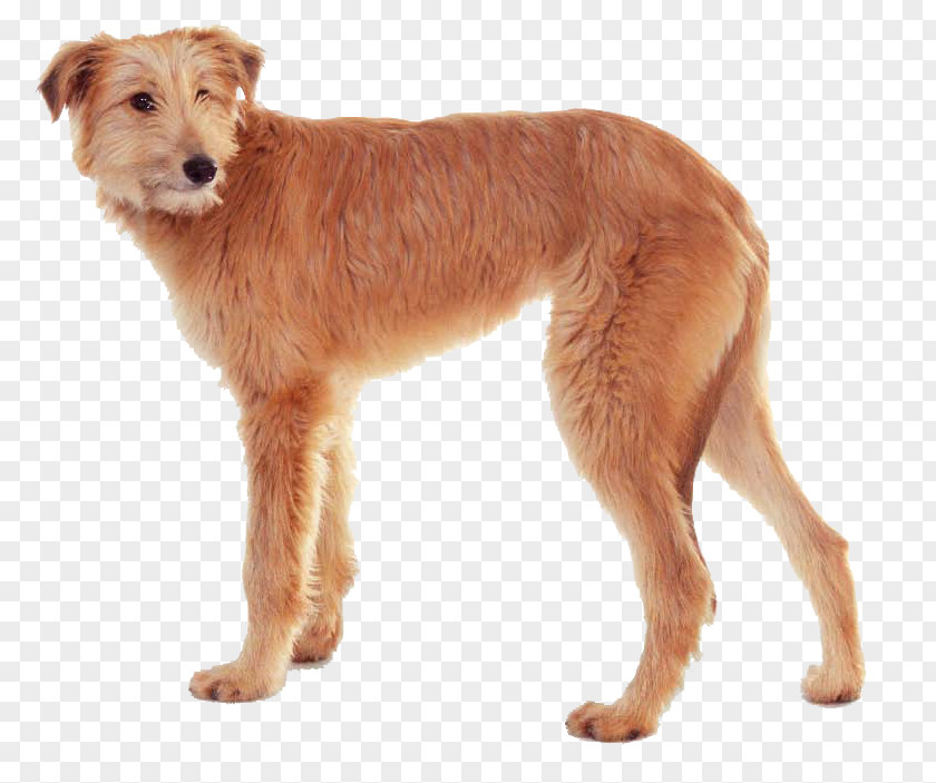Dog Breed Irish Terrier Dutch Smoushond Companion Sporting Group PNG