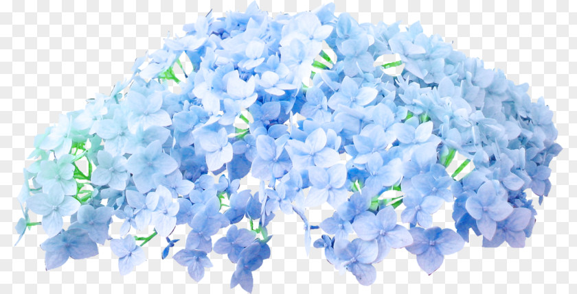 Frise Blue Color Flower Clip Art PNG