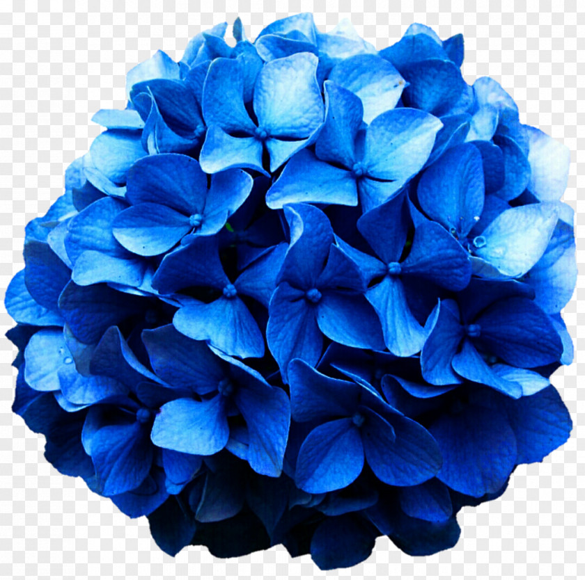 Hydrangea Cobalt Blue Cut Flowers PNG