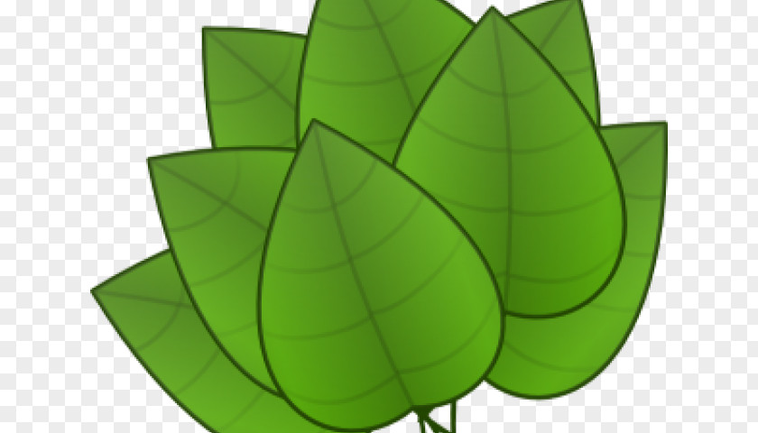 Lemon Balm Leaf Plant Clip Art Vector Graphics Free Content PNG
