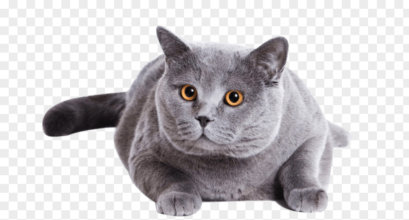 Feline Russian Blue Kitten Scottish Fold British Shorthair Desktop Wallpaper PNG