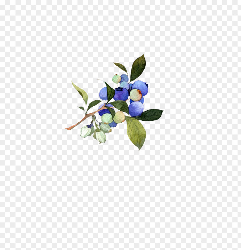 Blueberry Fruit Antiquity U91ceu679c Auglis Aedmaasikas PNG