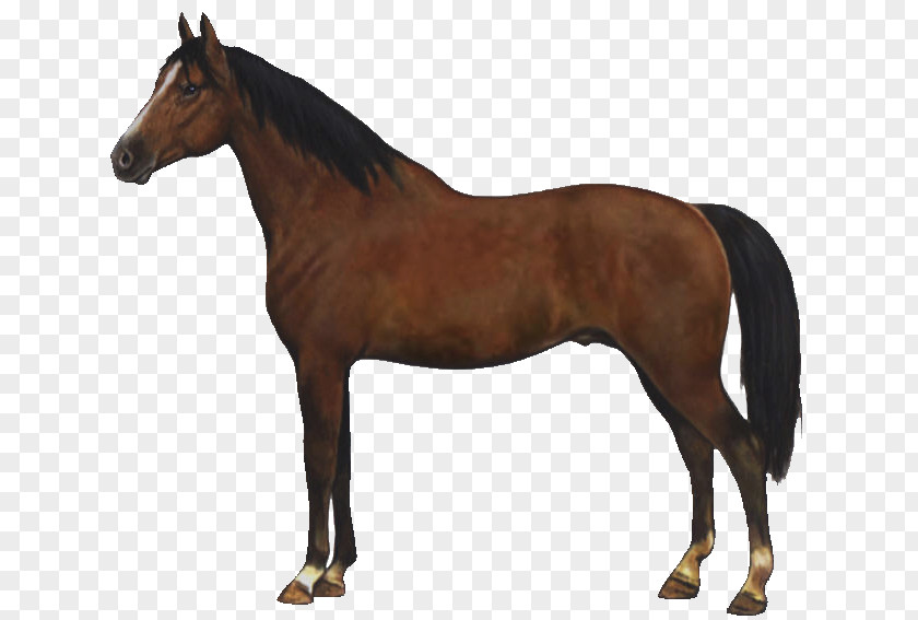 Gelderland Horse American Quarter Dutch Warmblood Arabian Stallion PNG
