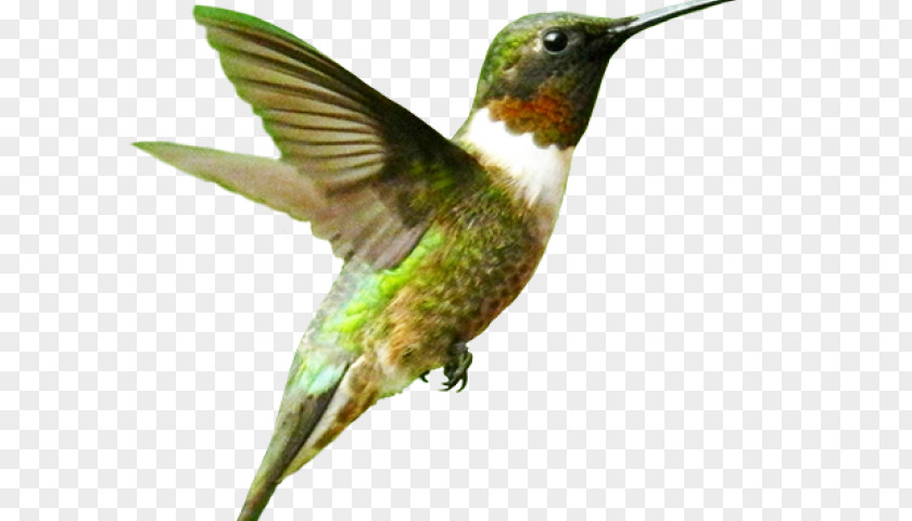 Hummingbird Flying Clip Art Vector Graphics Desktop Wallpaper Image PNG
