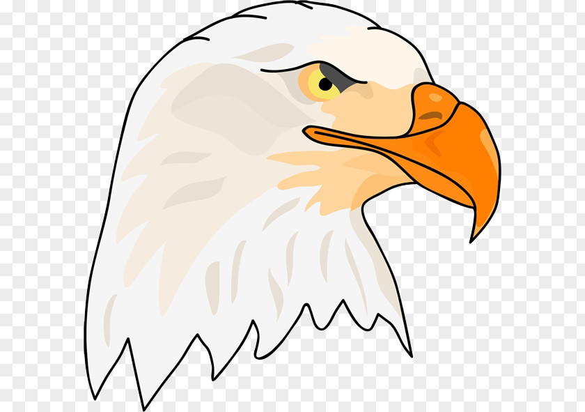 Mighty Eagle Bald Hawk PNG
