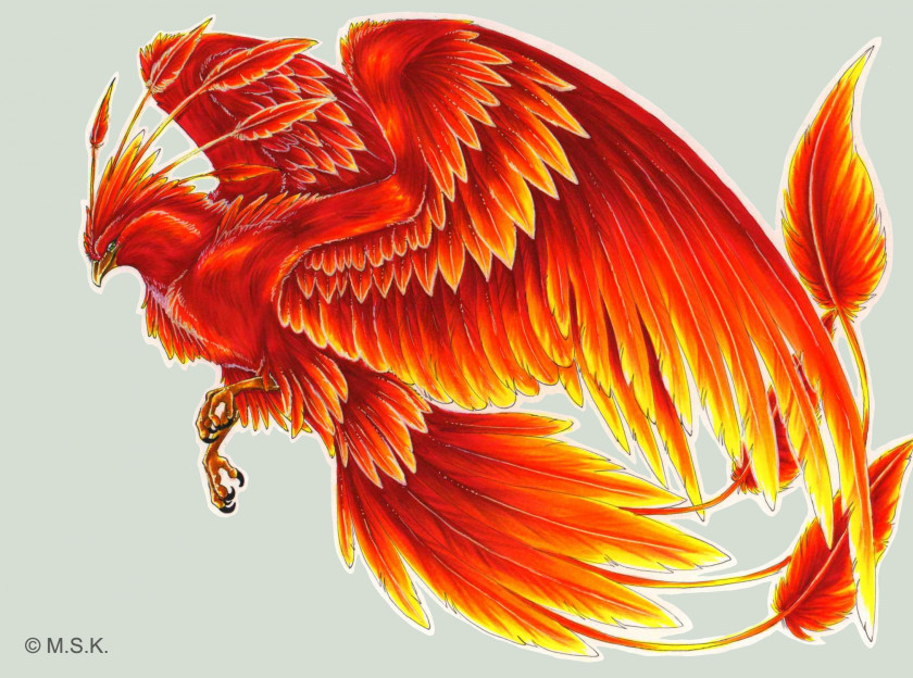 Phoenix Harry Potter Fawkes Bird Tattoo PNG