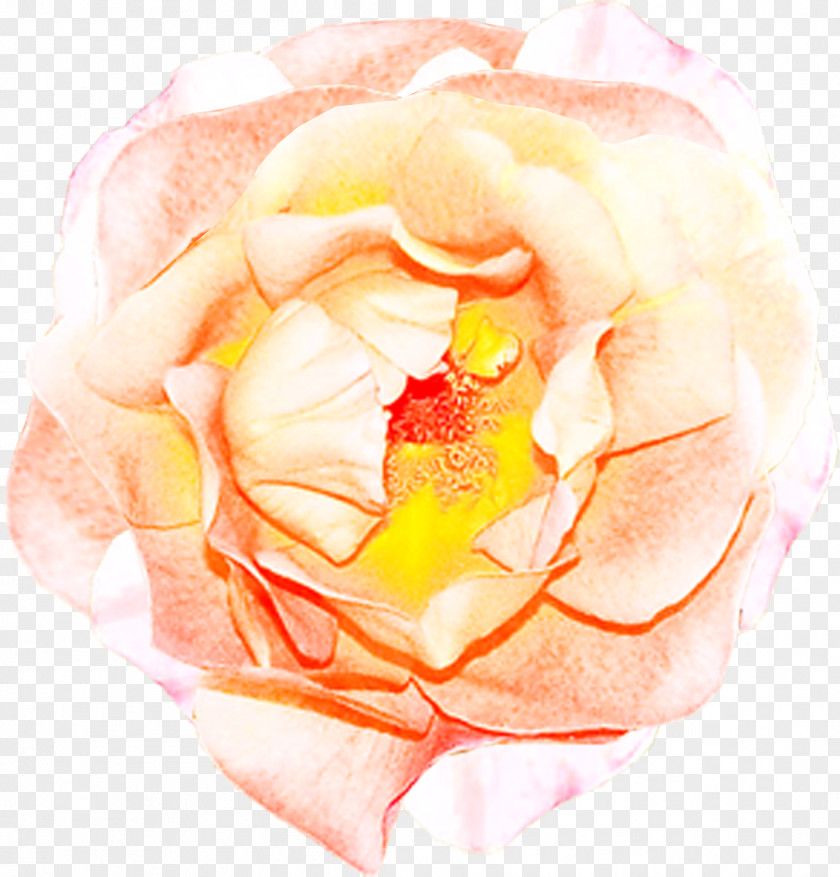 Rose Garden Roses Cut Flowers Petal PNG